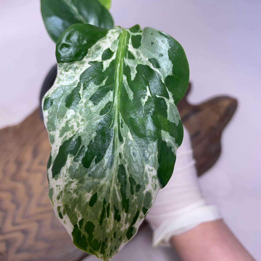 q42品種保証！斑入り保証！Bulbasaurモンステラ バルバソー フシギダネ