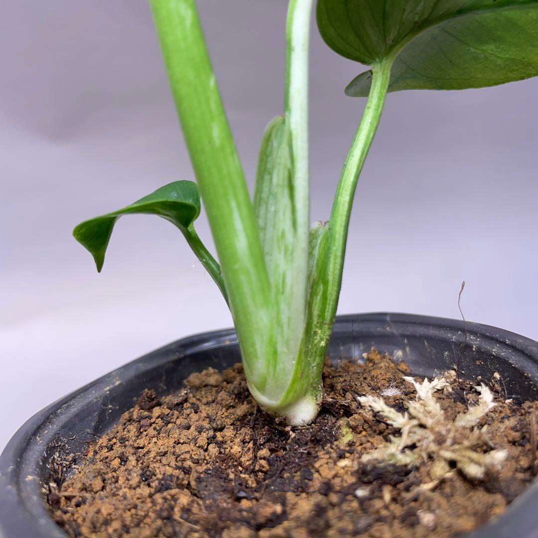 q42品種保証！斑入り保証！Bulbasaurモンステラ バルバソー フシギダネ