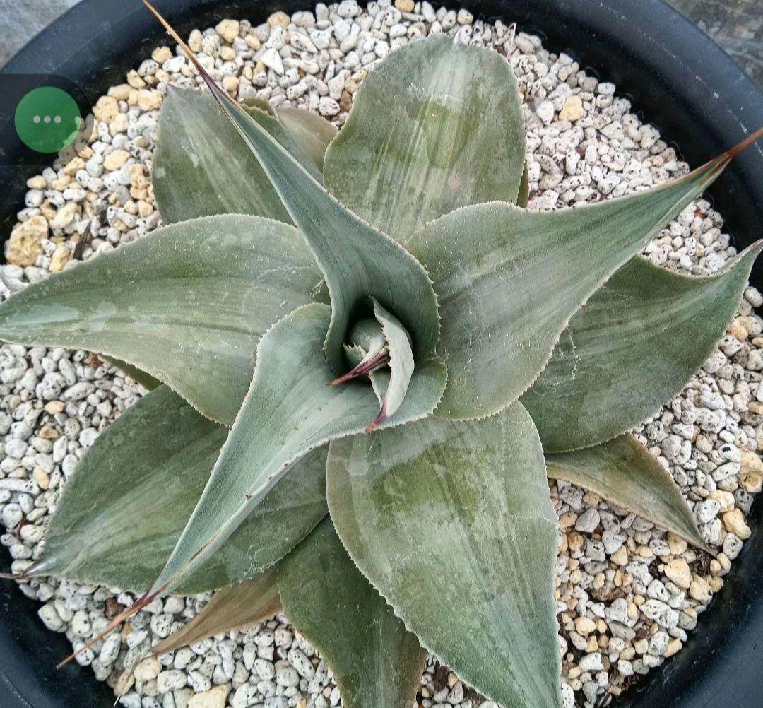 アガベ　オバティフォリア　ハイブリッド　中斑　斑入り　パリー　パラサナ