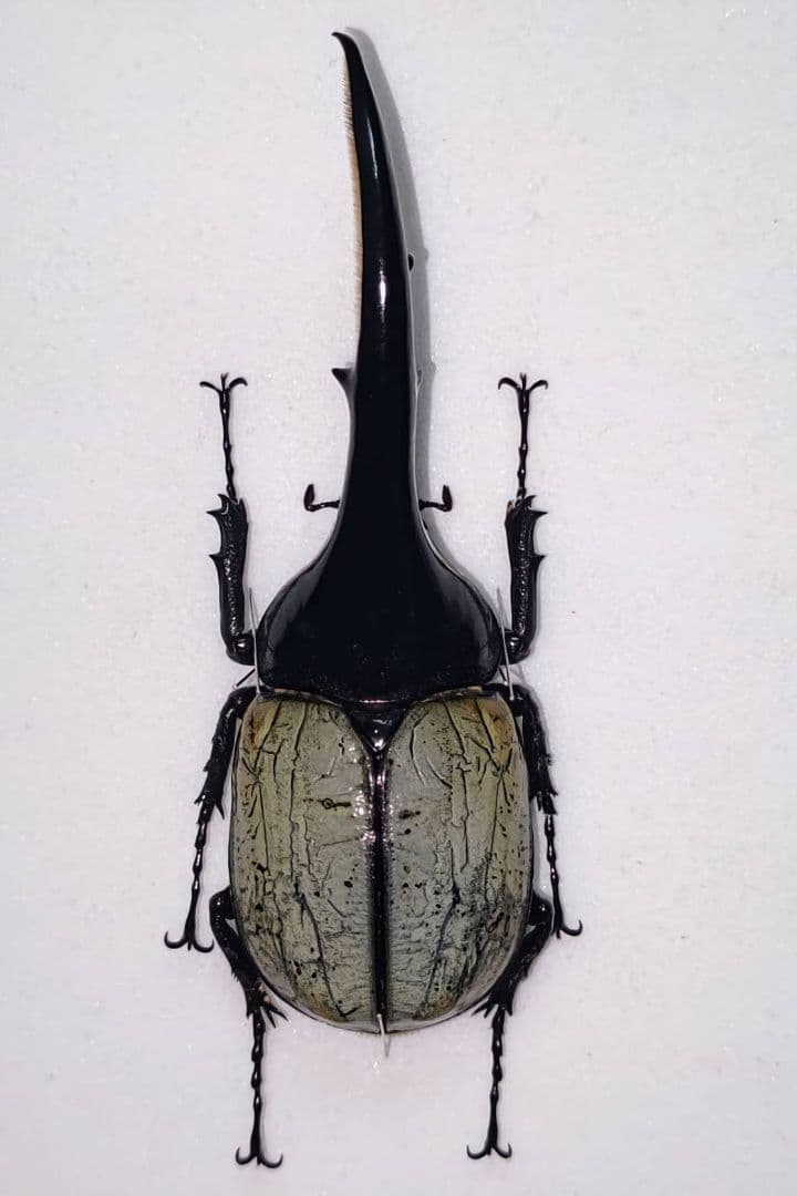 ヘラクレスオオカブト ブルータイプ 標本 - メルカリ