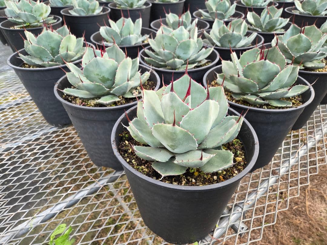 アカベ　パリートランカータ