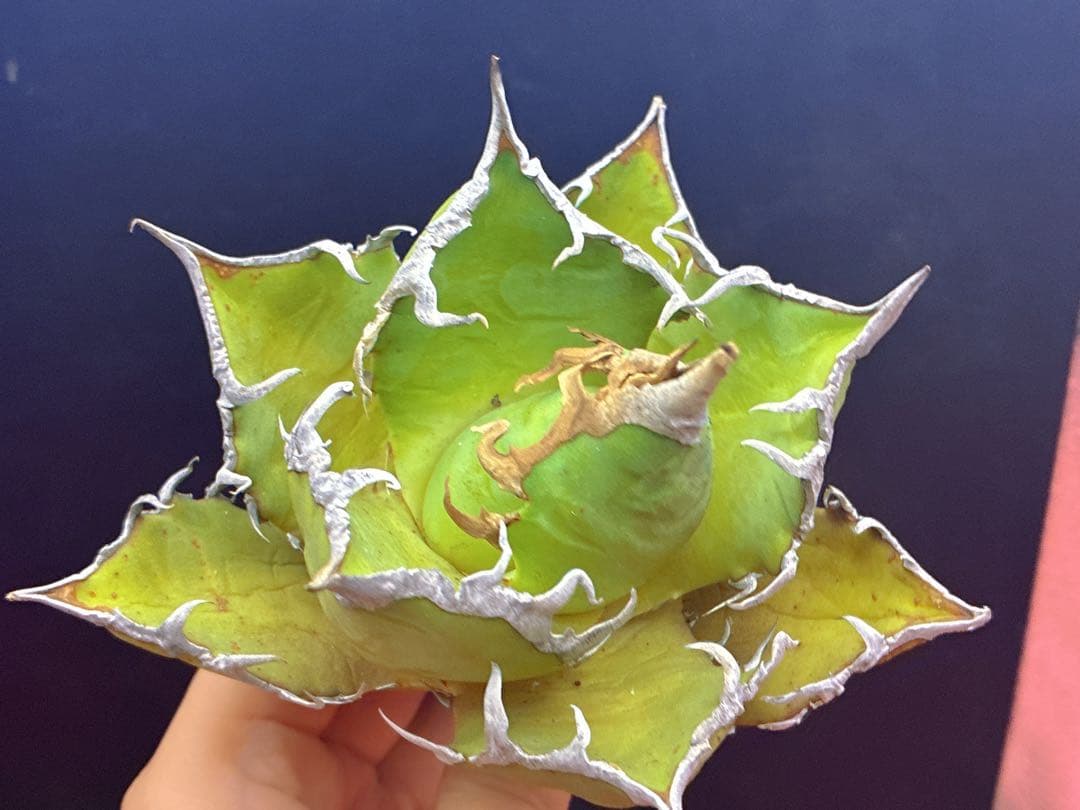 M-2206アガベ・チタノタ・地獄貓スーパーコンパクト極上株 超狂棘大株