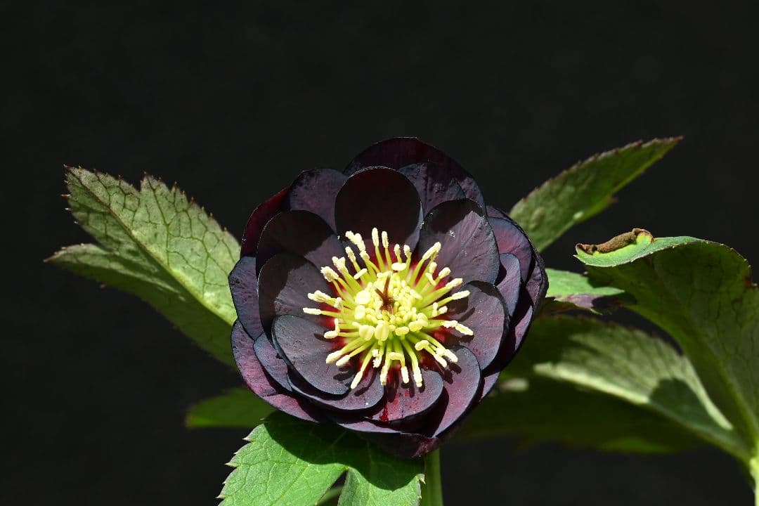 クリスマスローズ ddタークパープル ソフトカップ咲き 加藤農園 - メルカリ