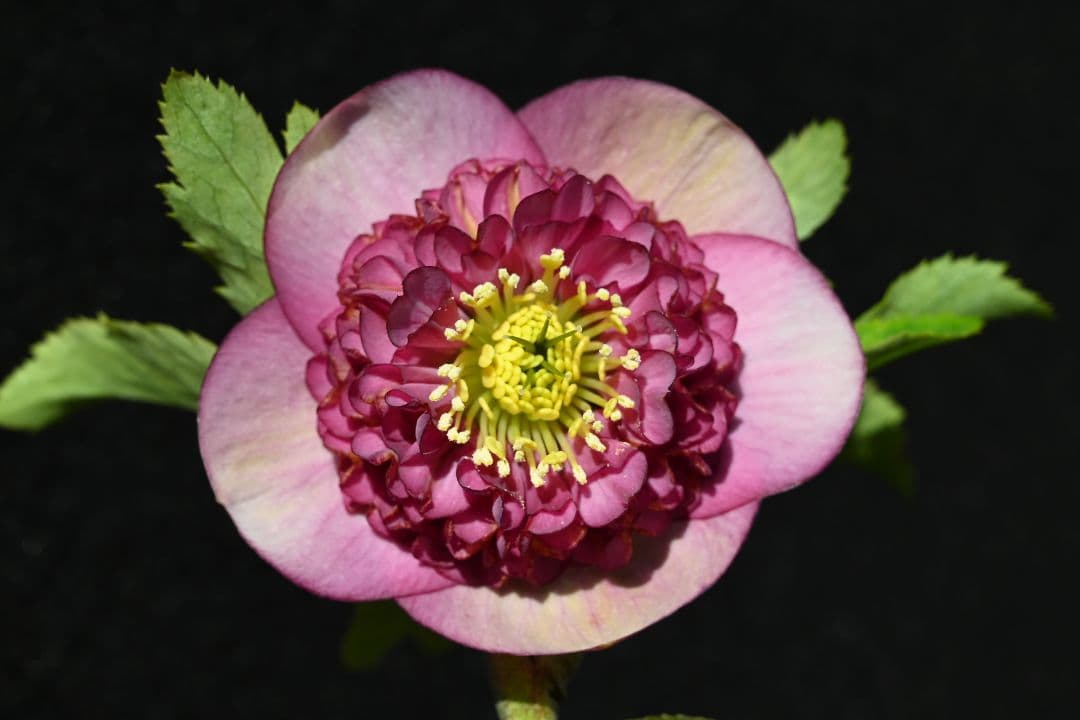 クリスマスローズ　極上！！アンティーク　モーリー　加藤農園