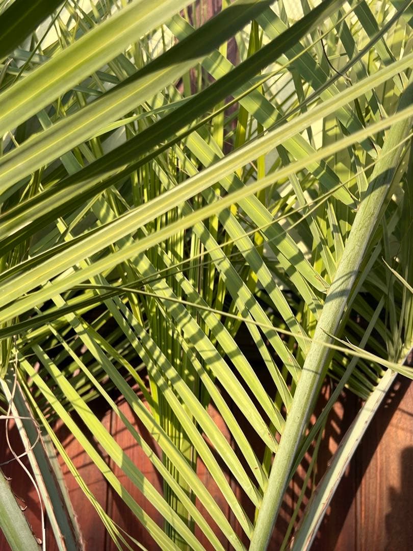 ココスヤシ 極太株 ドライガーデン カルフォルニアスタイル 送料込