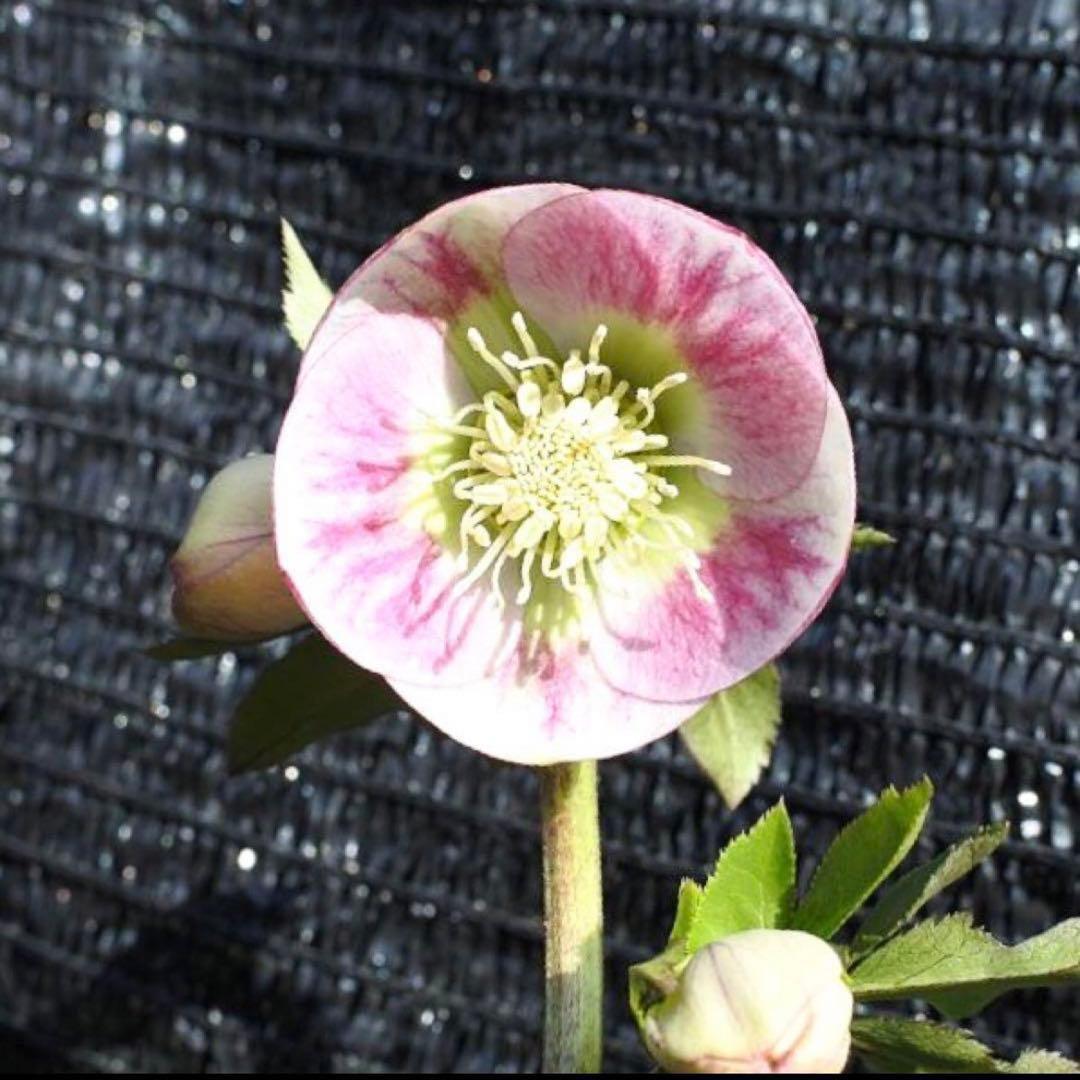 の*ん様 ☘️極上☘️限定1株☘️未株分け☘️タグ付き☘️3365⭐️パステ⭐️