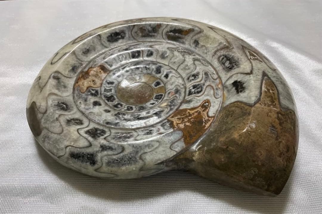 アンモナイト 大 24cm 3kg アンモナイト3個セット014｜恐竜・化石グッズの専門店 ふぉっしる