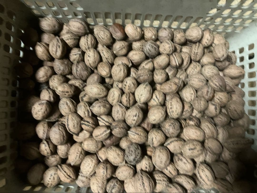 年末特別値下げL令和7年産　オニクルミ（鬼胡桃・鬼クルミ） 10kg