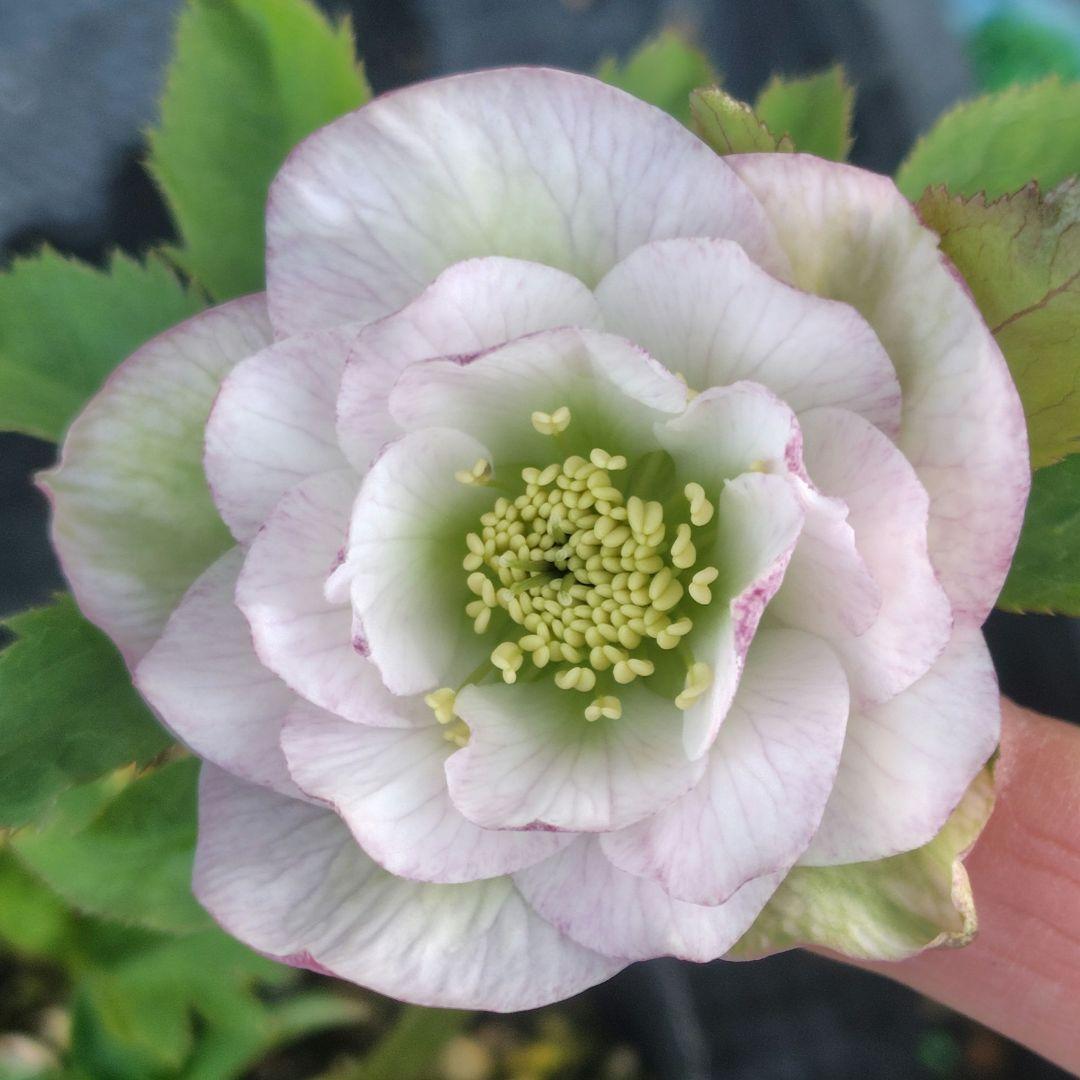 最終価格 36.クリスマスローズ 開花株 - メルカリ