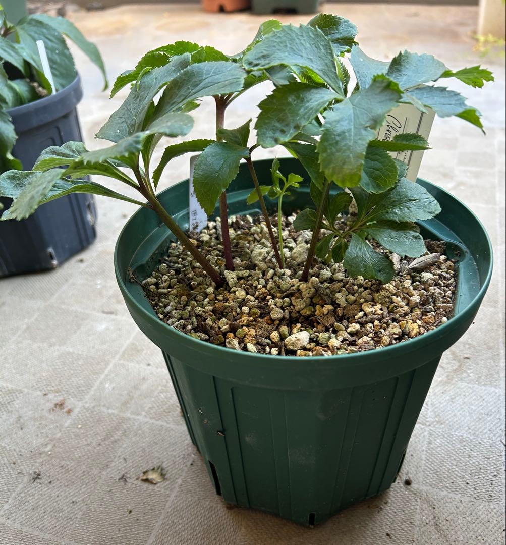 たぬき。　大和園　パステリッシュストレイン　6号　未株分け