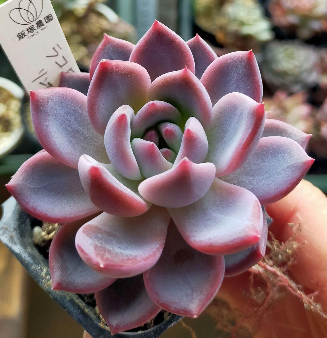 ラコロ 中里リンゼアナ 飯塚農園 土付き発送 多肉 ぷうさん - メルカリ