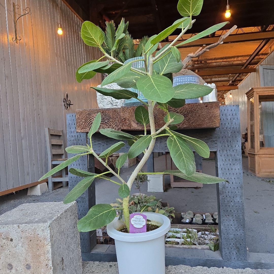 ⑭　フィカス　ベンガレンシ　オードリー曲がり仕立て　7号　最高等級