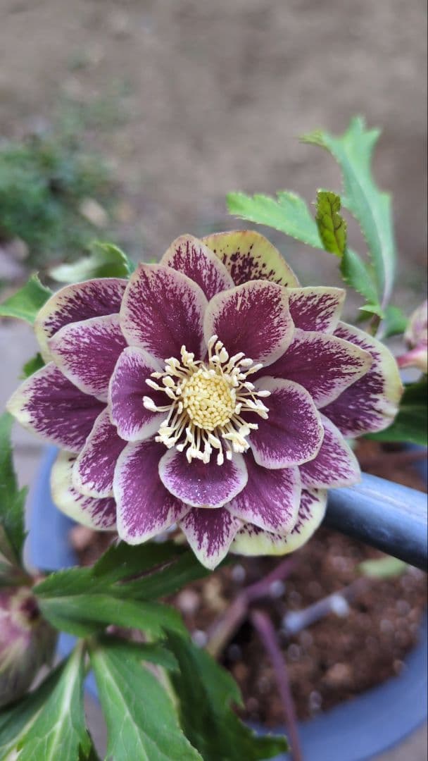 クリスマスローズ　ダブル　グリーンブロッチ　平咲き〈広瀬園芸〉