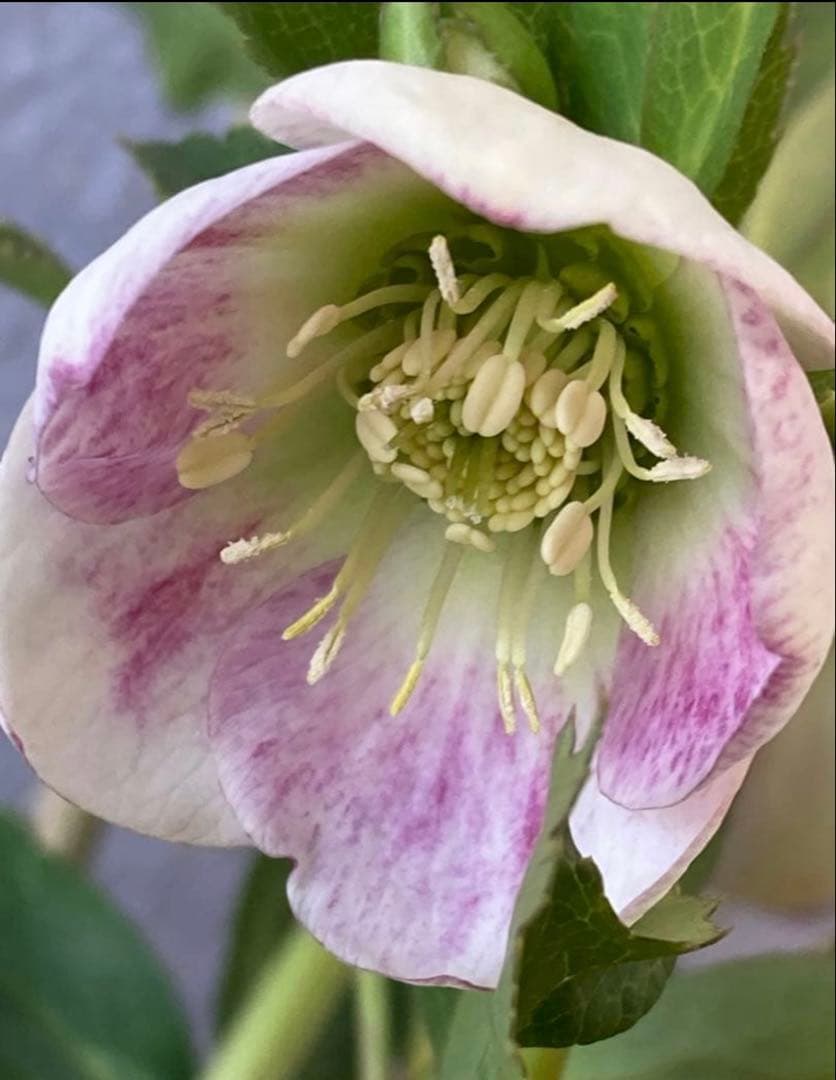 ユ*リ様 パステリッシュストレイン　大和園　大株