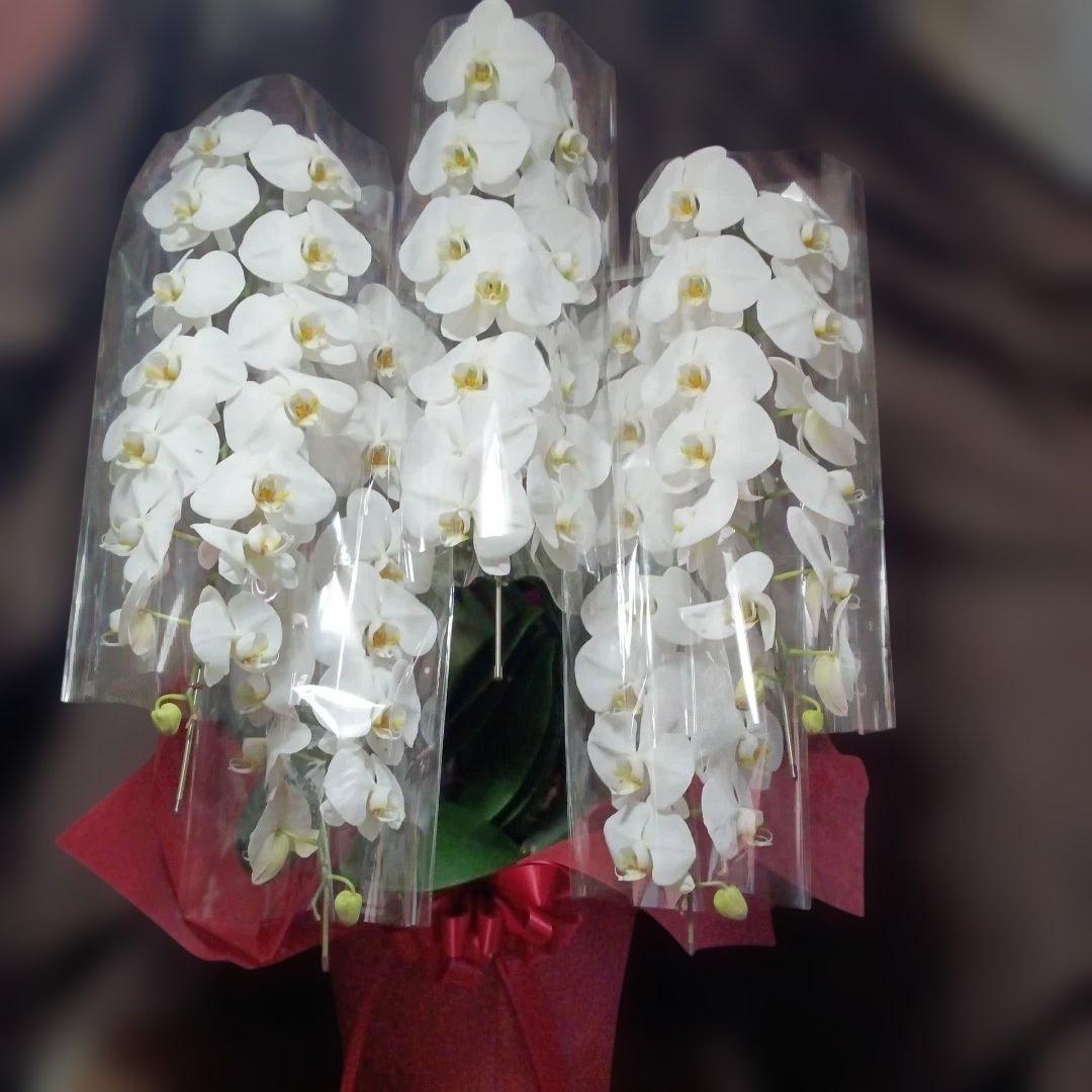 胡蝶蘭　生花　５本立ち ロング