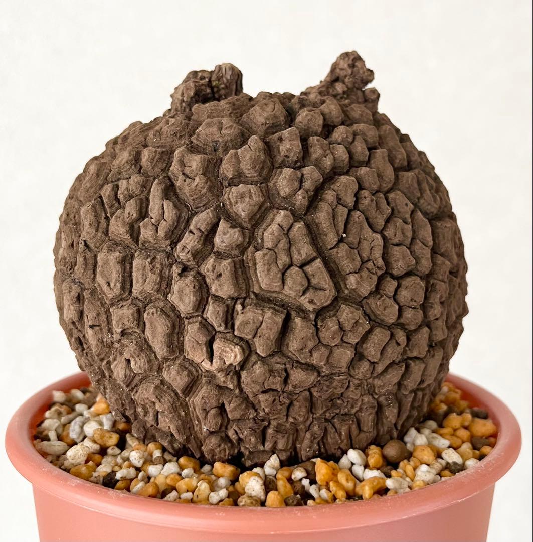 ピザ【極美/大株/塊根植物】ステファニア スベローサ 大株 鉢植え