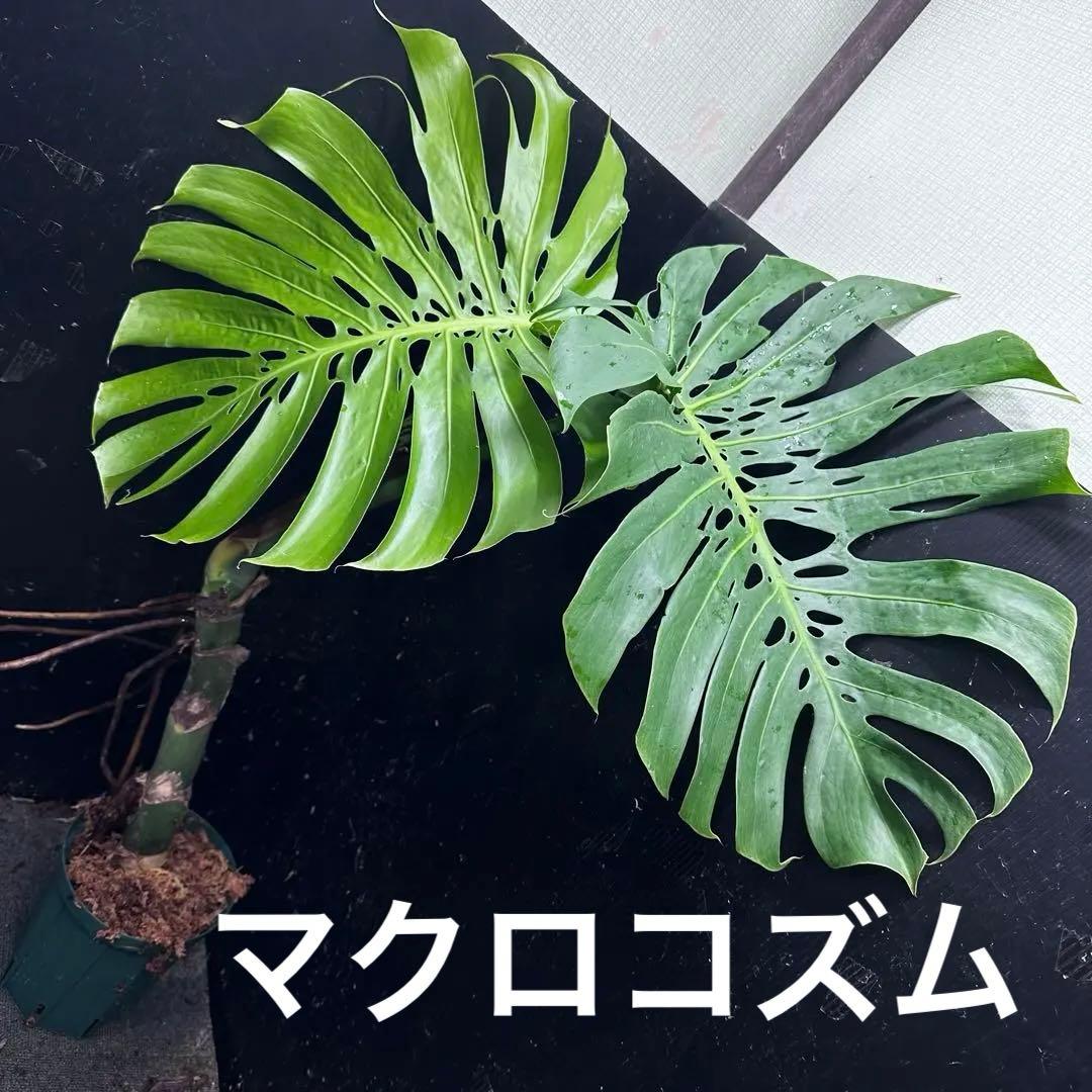 江*君様 モンステラデリシオーサマクロコズム超希少系統鉢植え ダイム 江*君様 モンステラデリシオーサマクロコズム超希少系統鉢植え