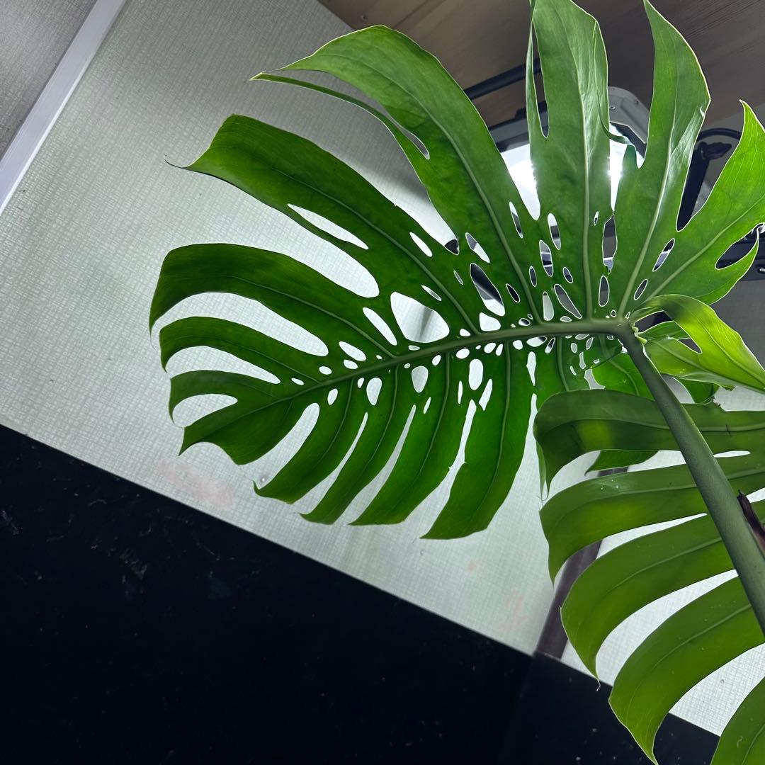 ダイム 江*君様 モンステラデリシオーサマクロコズム超希少系統鉢植え