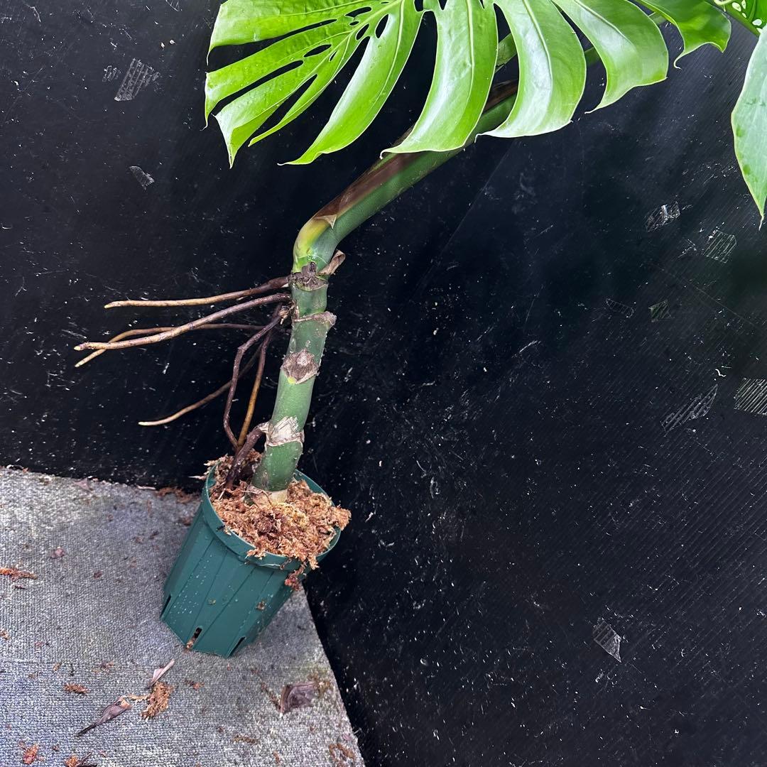ダイム 江*君様 モンステラデリシオーサマクロコズム超希少系統鉢植え