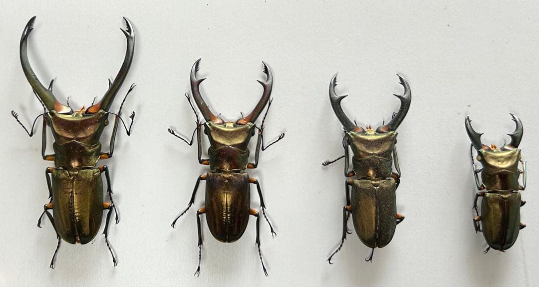 【昆虫標本】エラフスホソアカクワガタ♂82㍉他 4頭セット 2026年最新】エラフスホソアカクワガタ 標本の人気アイテム - メルカリ