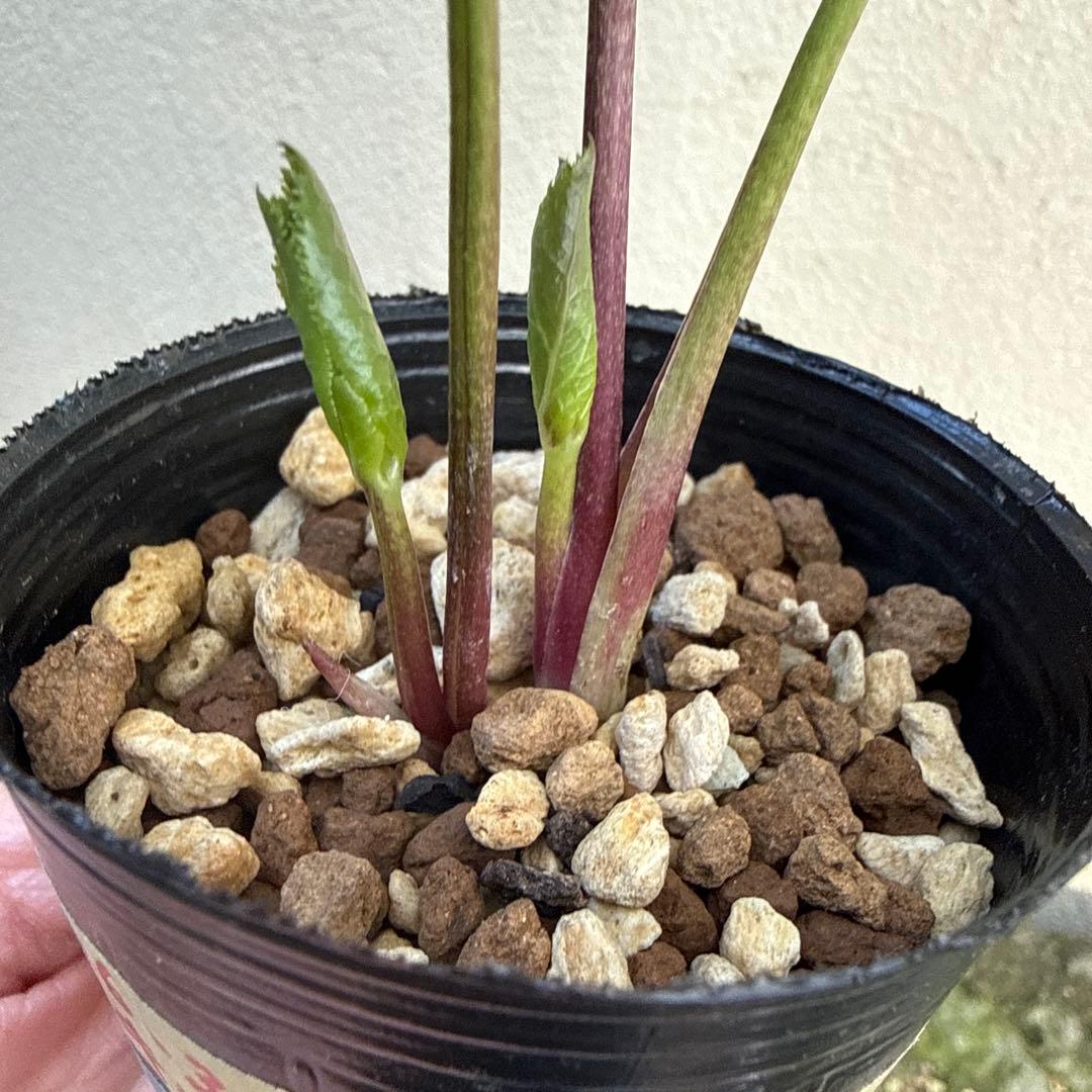 発送お任せ❣️□大木ナーセリー□株分け クリスマスローズ - メルカリ