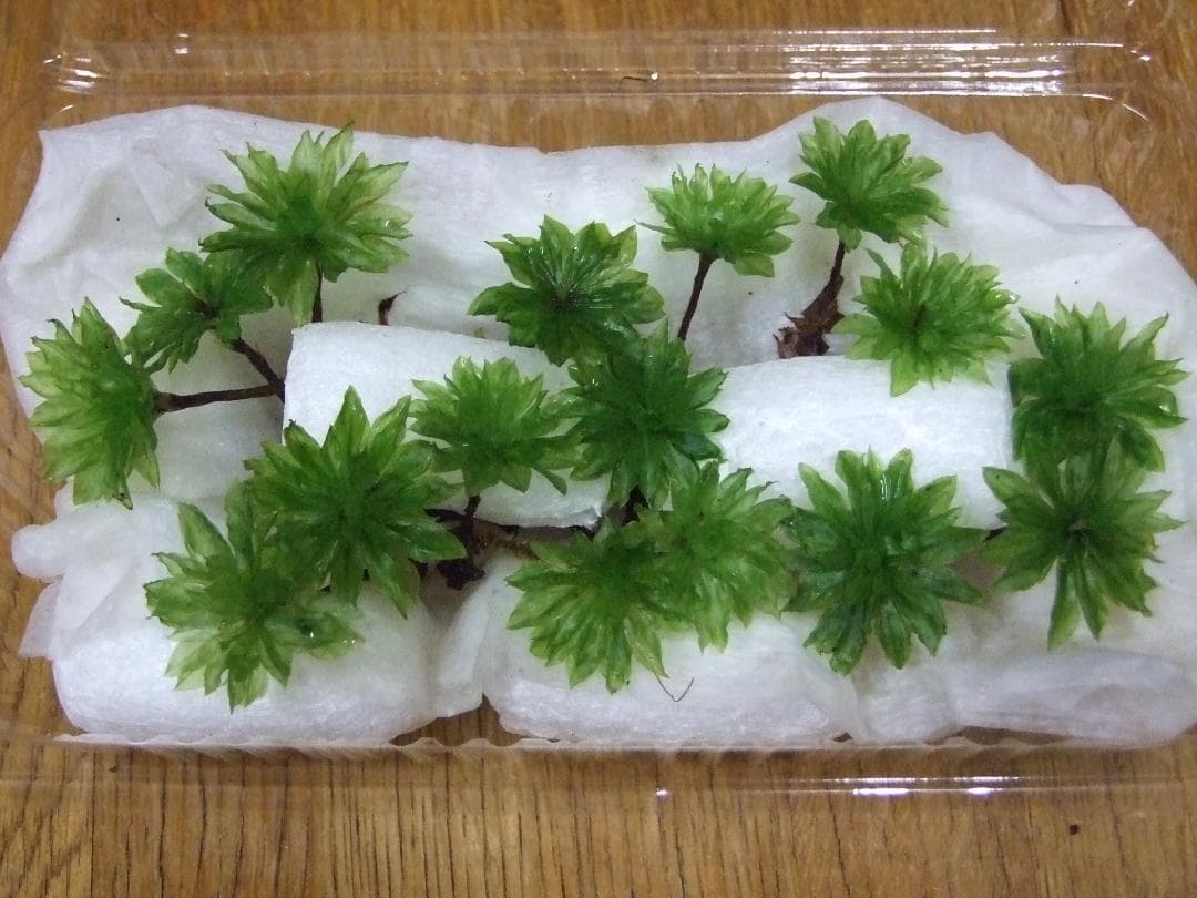 teru3様専用 コケ各種6パレットとカサゴケ15本入1パック - メルカリ