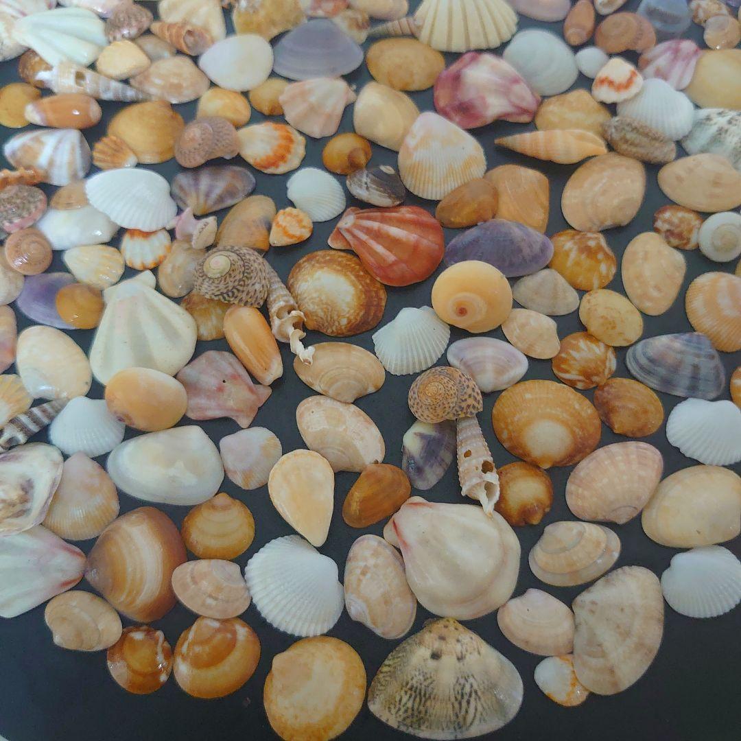 貝殻まとめ売り 多種類 約1~3.5cm 合計230以上 - メルカリ
