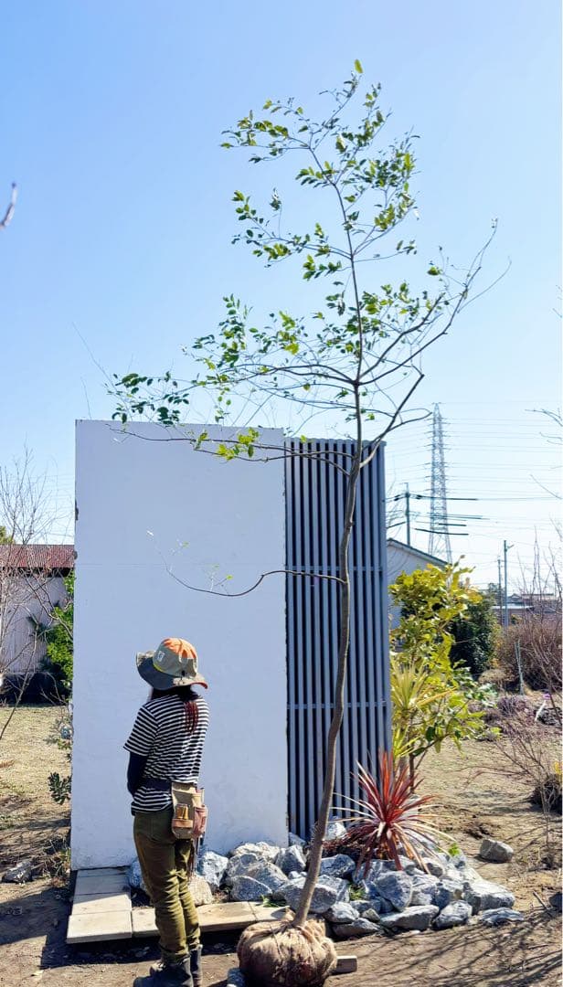 希少。特大山採りソヨゴ雌株4.2M(鉢底から) - メルカリ