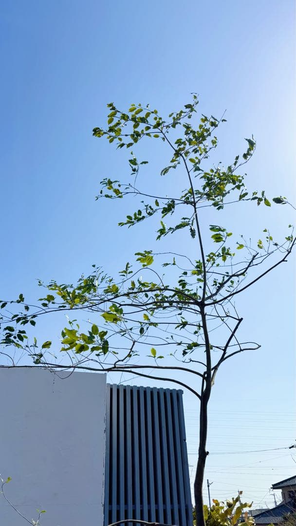 希少。特大山採りソヨゴ雌株4.2M(鉢底から) - メルカリ