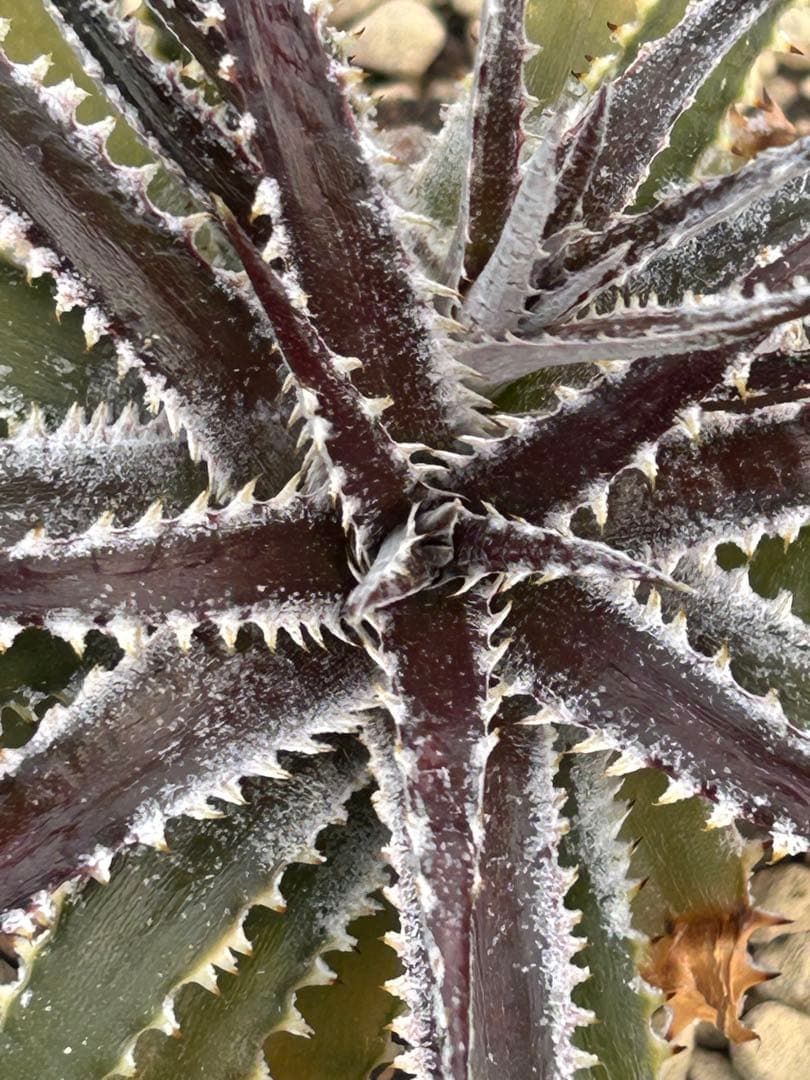 DBディッキア Dyckia Bill Baker hybrid #234 ⑵ - メルカリ
