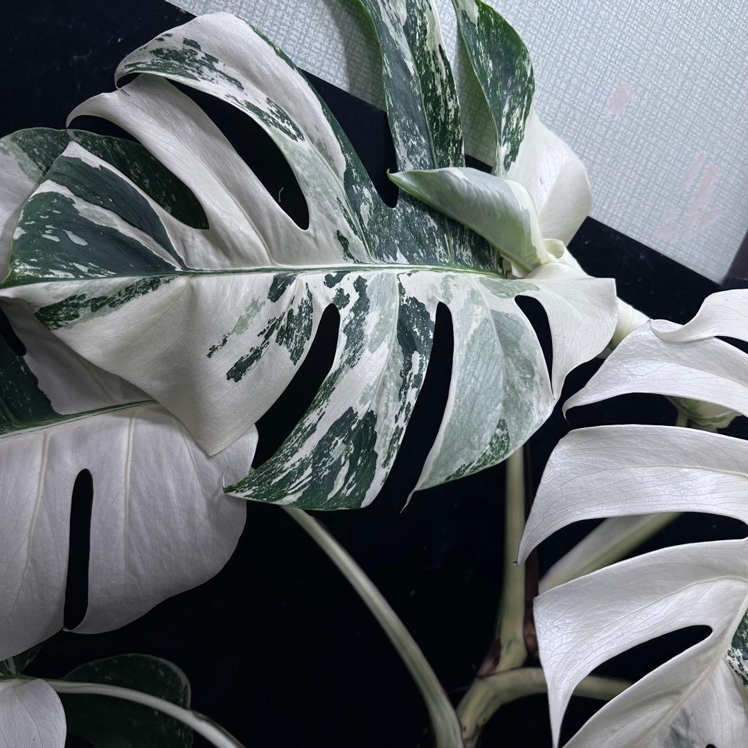 d*0様 斑入りモンステラ ホワイトタイガー極美大株69cm白斑多 - メルカリ