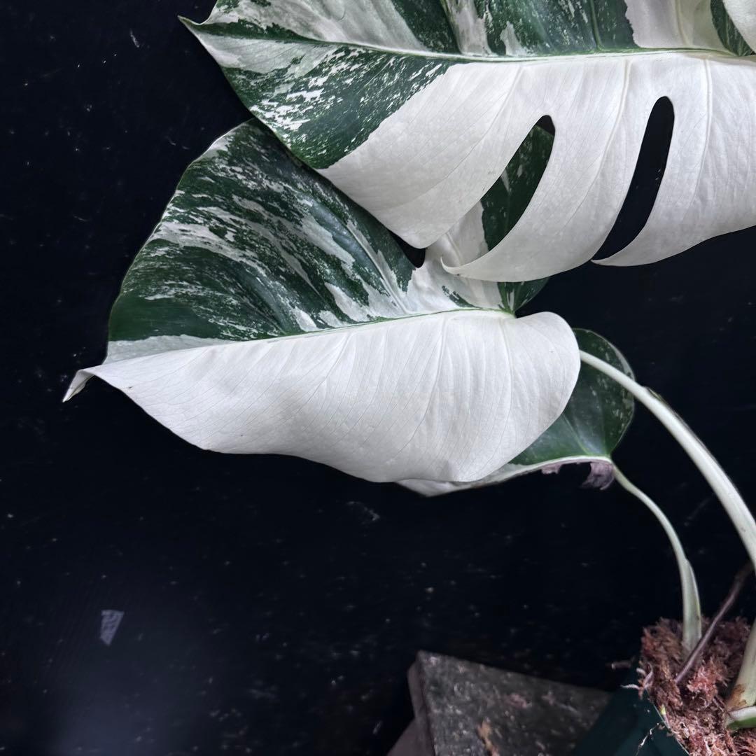 d*0様 斑入りモンステラ ホワイトタイガー極美大株69cm白斑多 - メルカリ