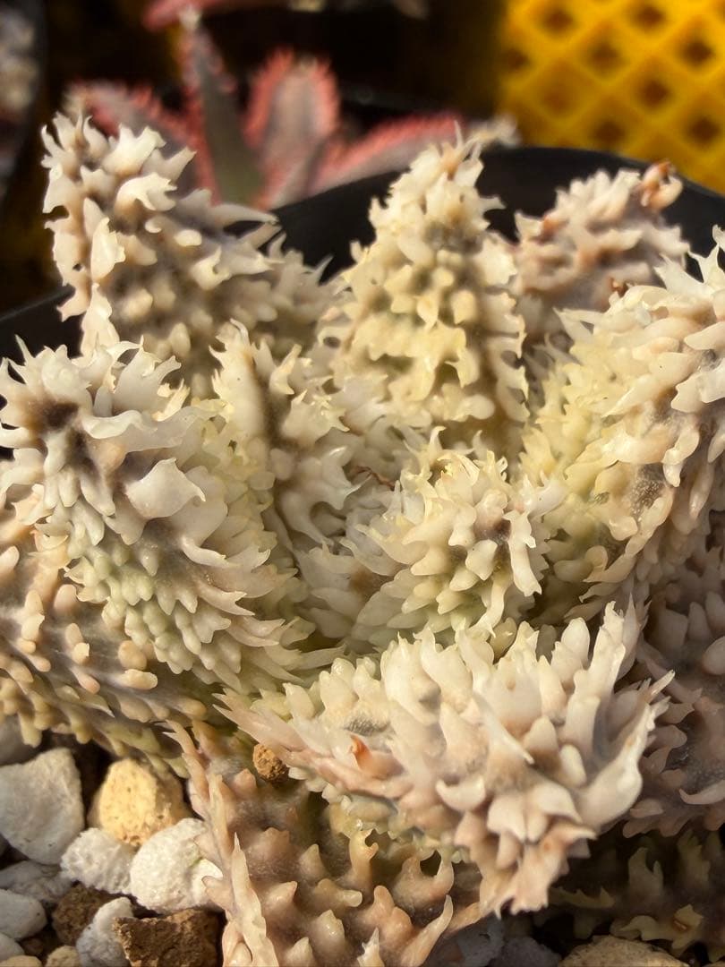 アロエ　ハイブリッド　Aloe hybrid 第四種　Jan-7