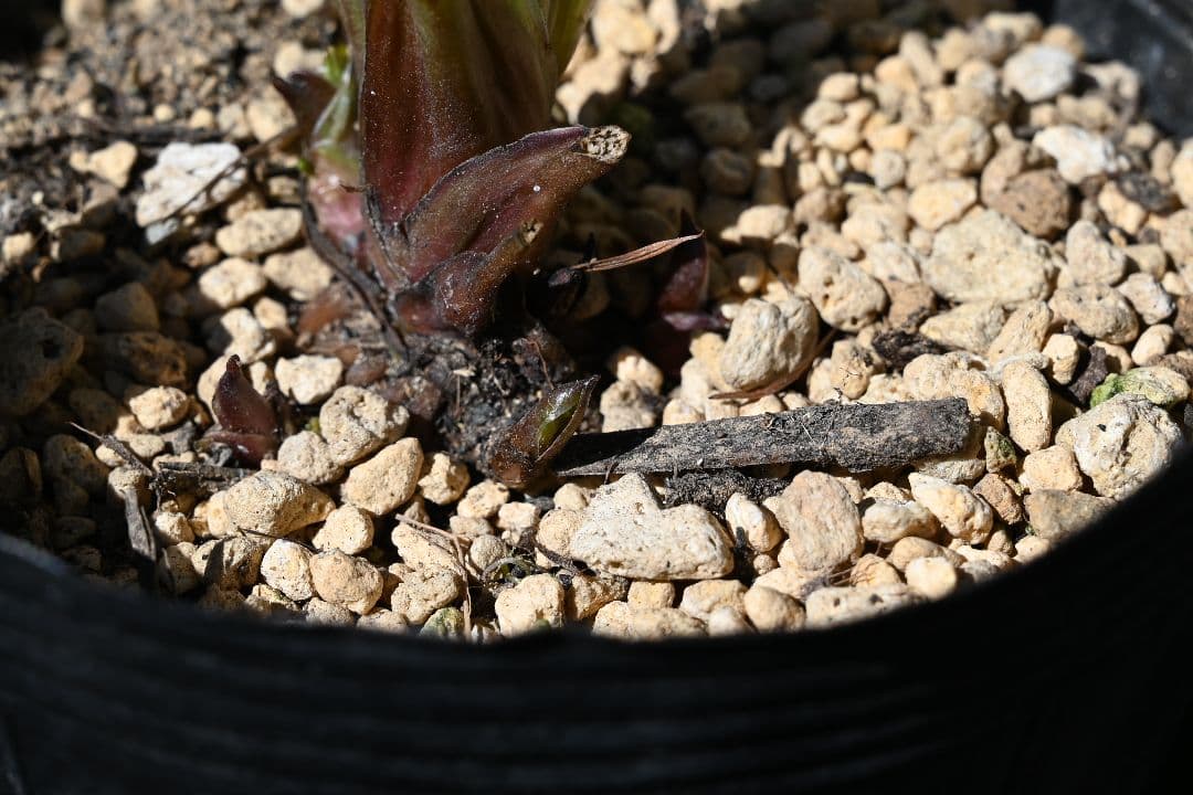 クリスマスローズ 認定手毬 加藤農園