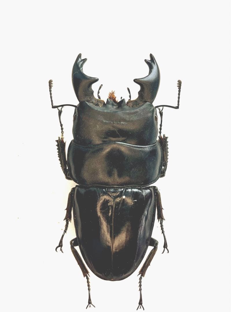 特大アルキデスヒラタクワガタ長歯短歯2頭セット - メルカリ