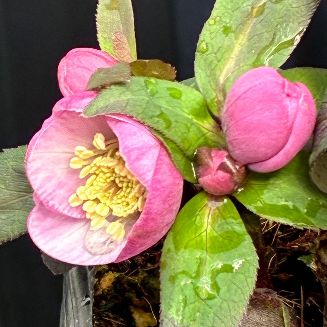 ヒ*イ様 ☘️限定1株☘️未株分け☘️花付き☘️タグ付き3364⭐️プチドール⭐