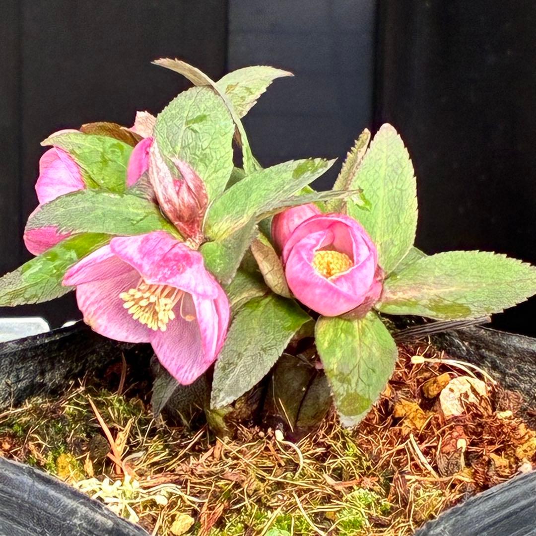 ヒ*イ様 ☘️限定1株☘️未株分け☘️花付き☘️タグ付き3364⭐️プチドール⭐