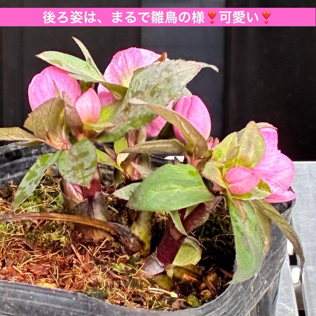 ヒ*イ様 ☘️限定1株☘️未株分け☘️花付き☘️タグ付き3364⭐️プチドール⭐