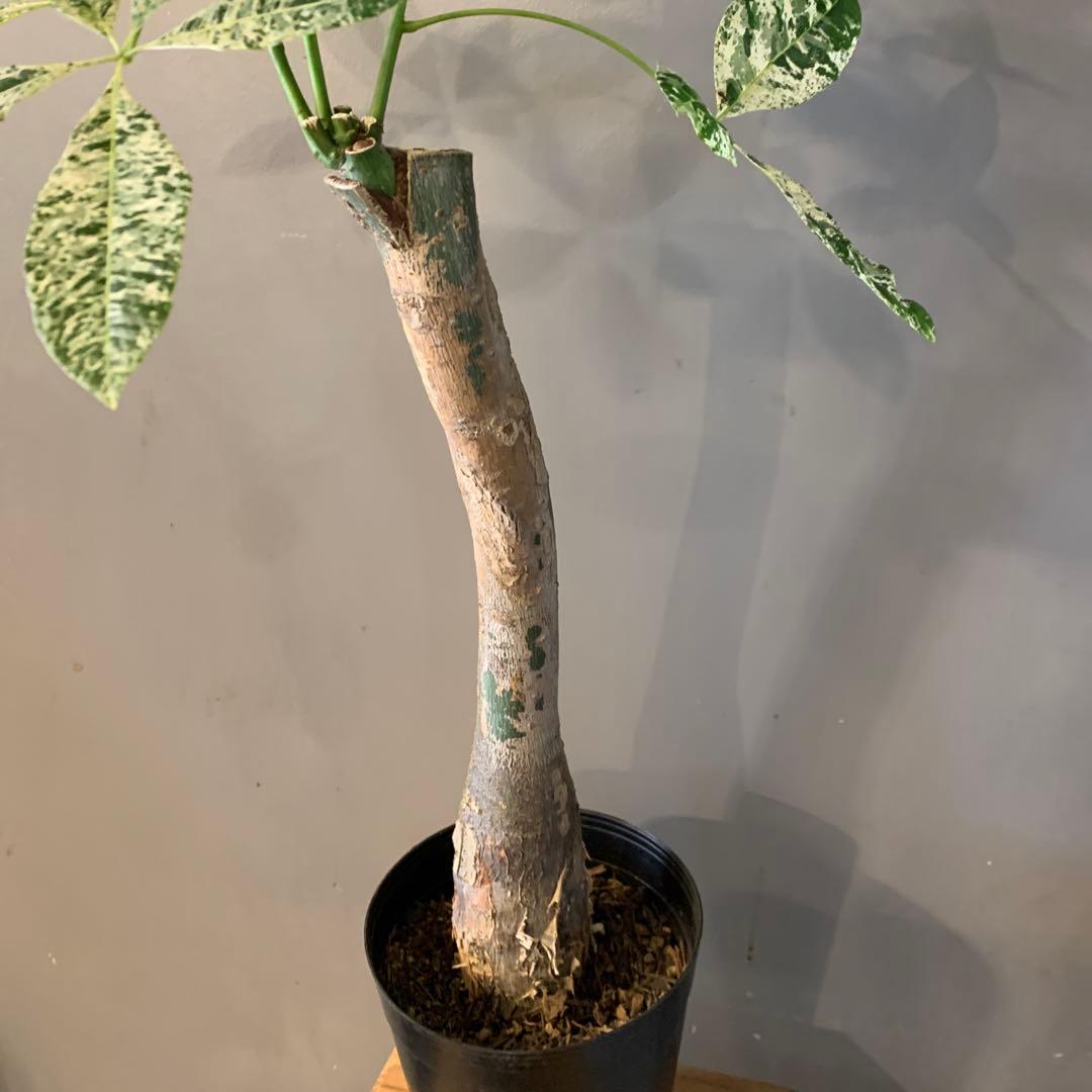 パキラ ミルキーウェイ 5 - メルカリ