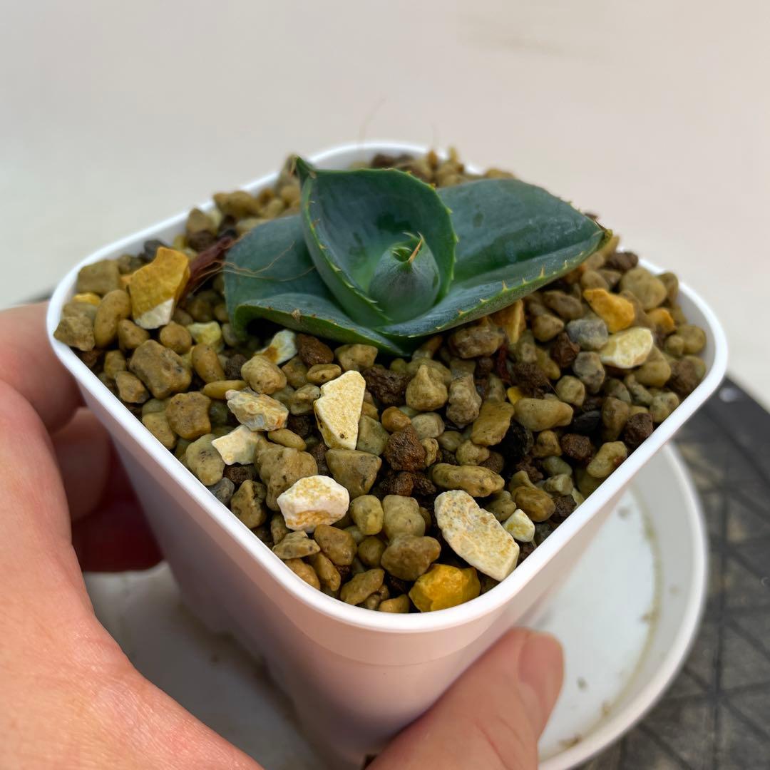 アガベ グアダラハラナ ドワーフ コンパクト 圓葉瓜達 - メルカリ