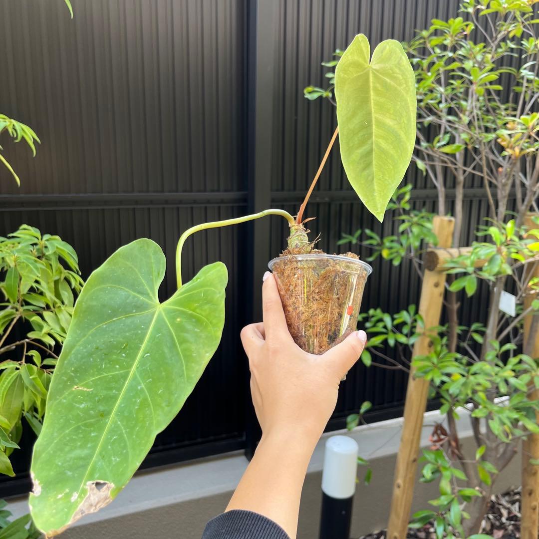 スミス　180 187 セット