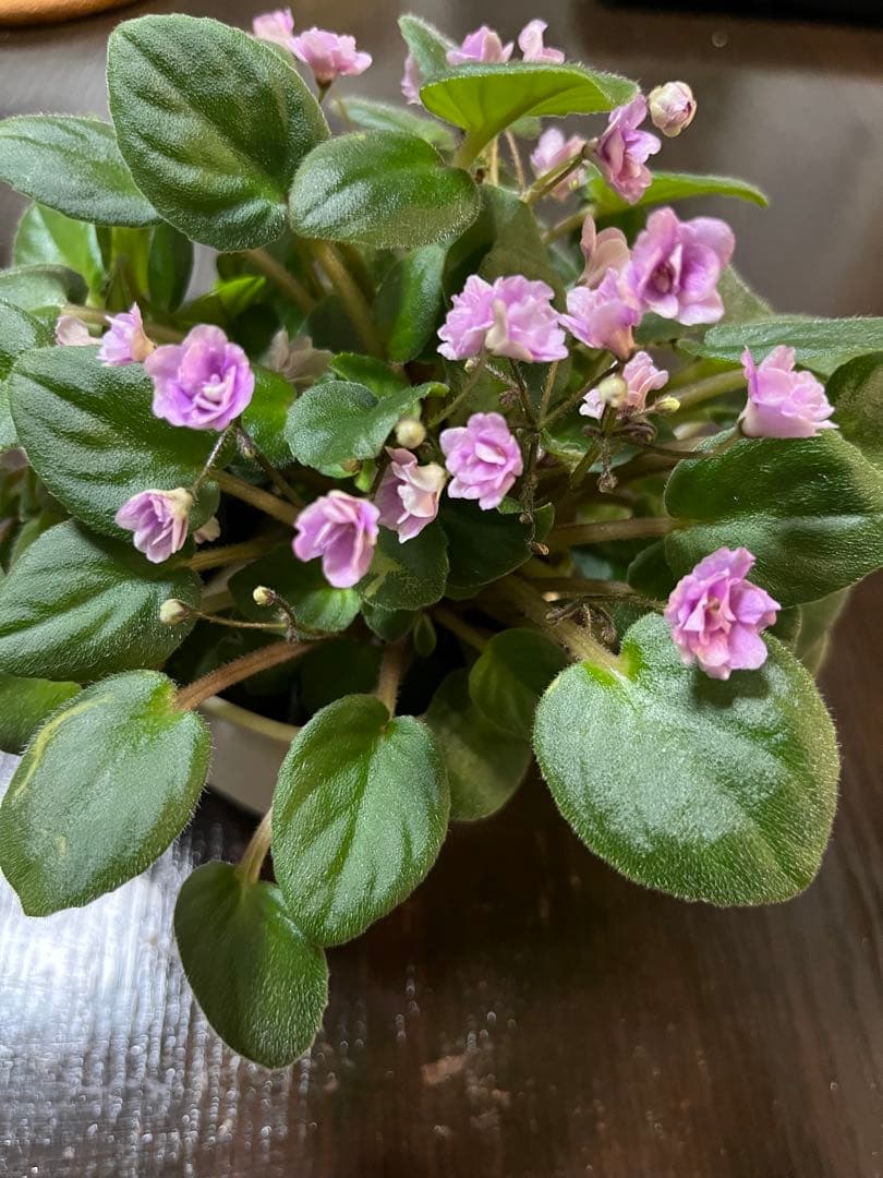 スロ　ローション　専用です