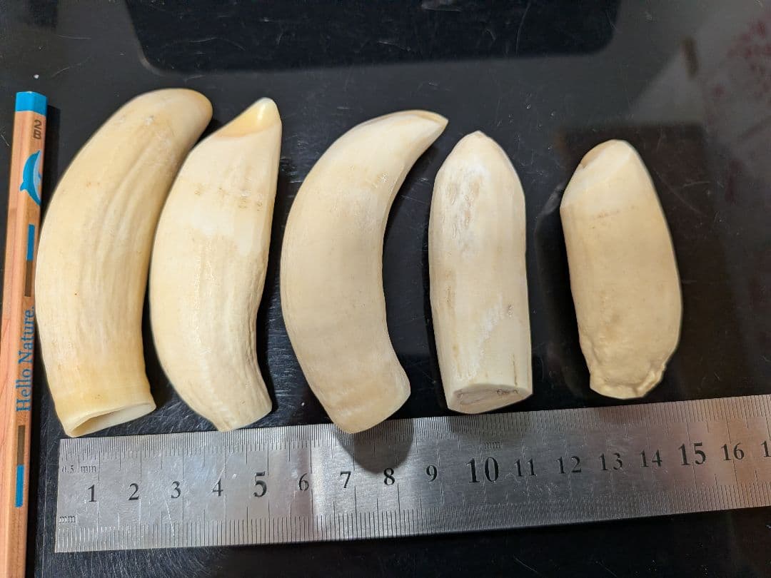 マッコウ鯨歯　本物小サイズ 亀本ページ マッコウクジラ印鑑 | 有限会社井上印房