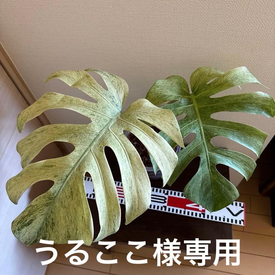 ＊モンステラ＊ミント＊フルミント＊