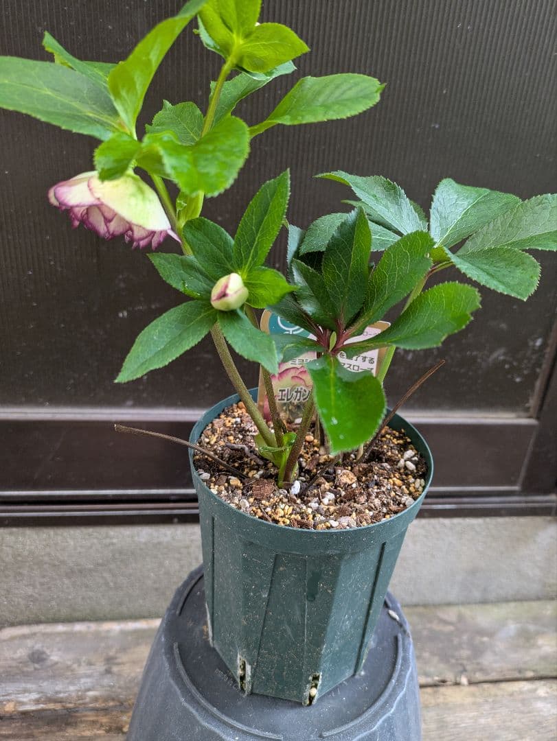 クリスマスローズ 認定ソレイユ ＋5株セット - メルカリ