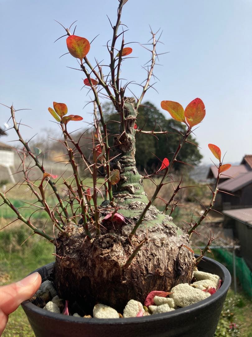 【新春価格】【塊根幅13cm】フォークイエリア　ファシクラータ　特大美株 現品限り】フォークイエリア・ファシクラータ【V1】 Fouquieria