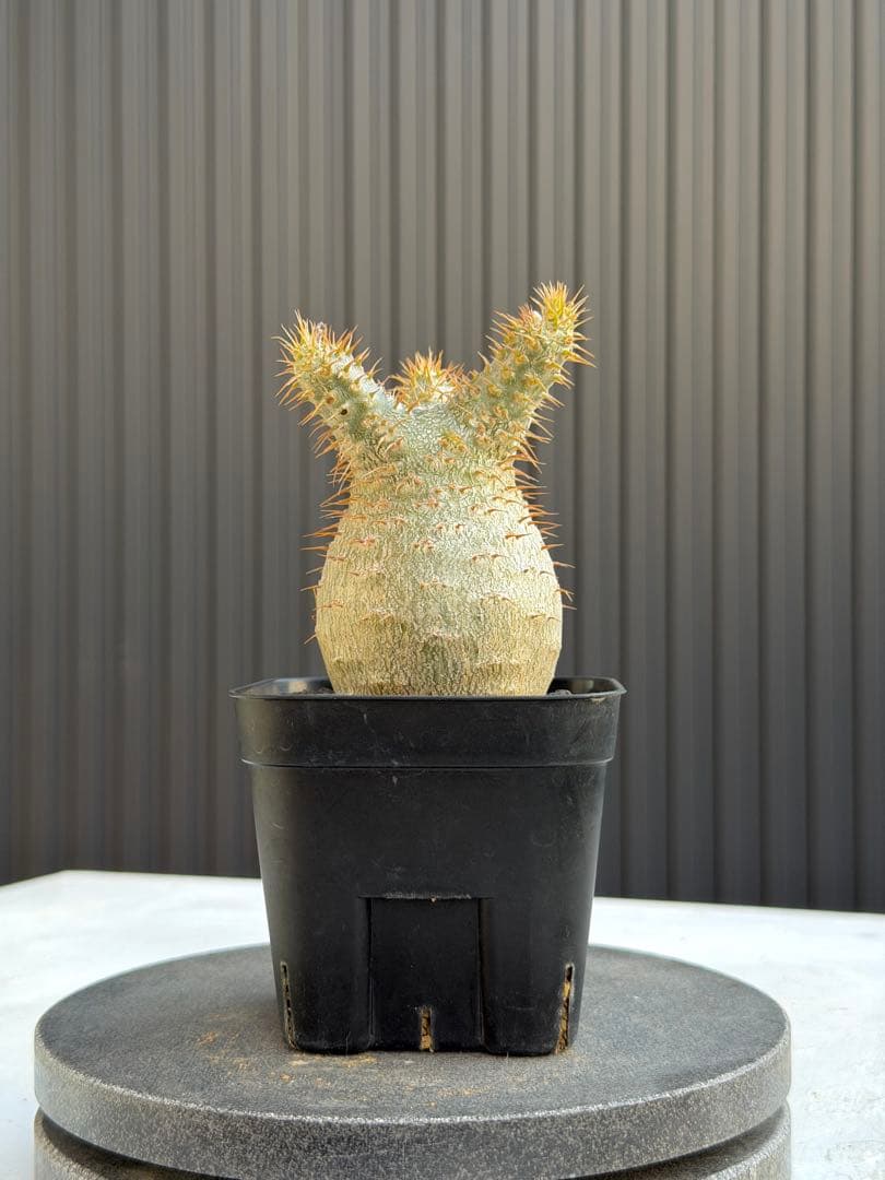 パキポディウム　グラキリス　実生　良型