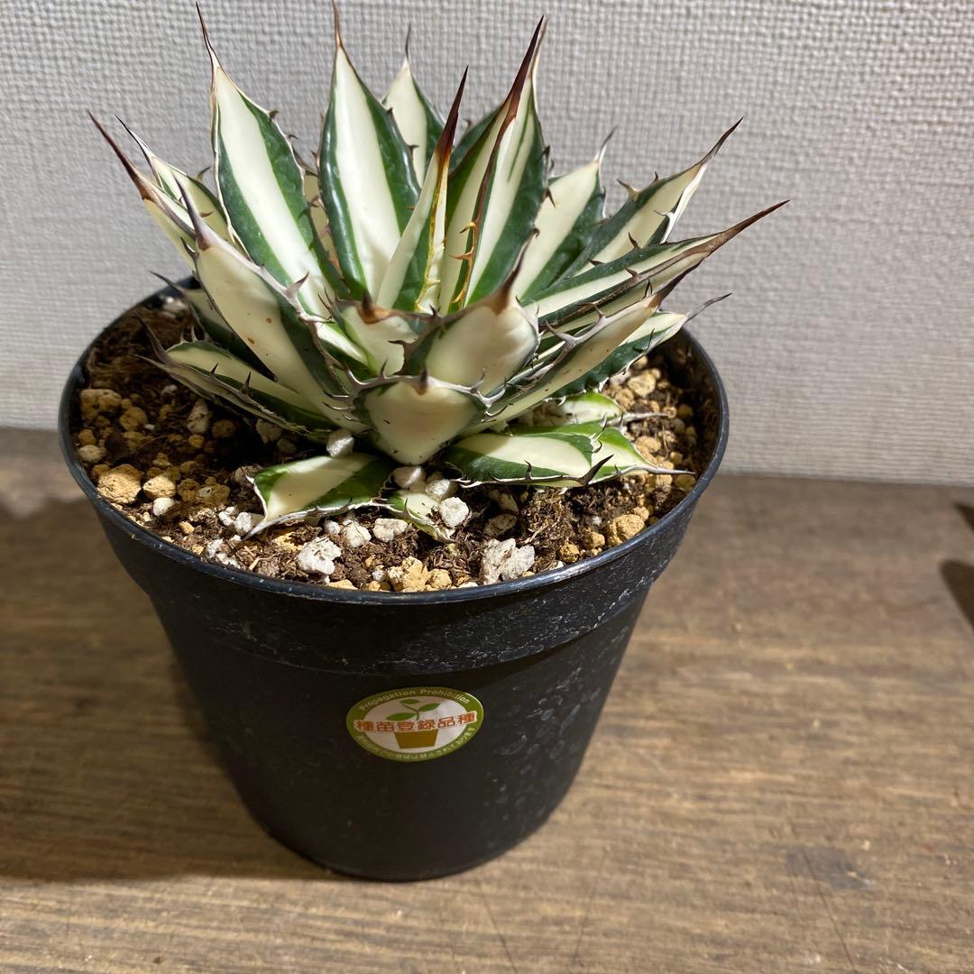 アガベ ホリダ 白中斑 - メルカリ