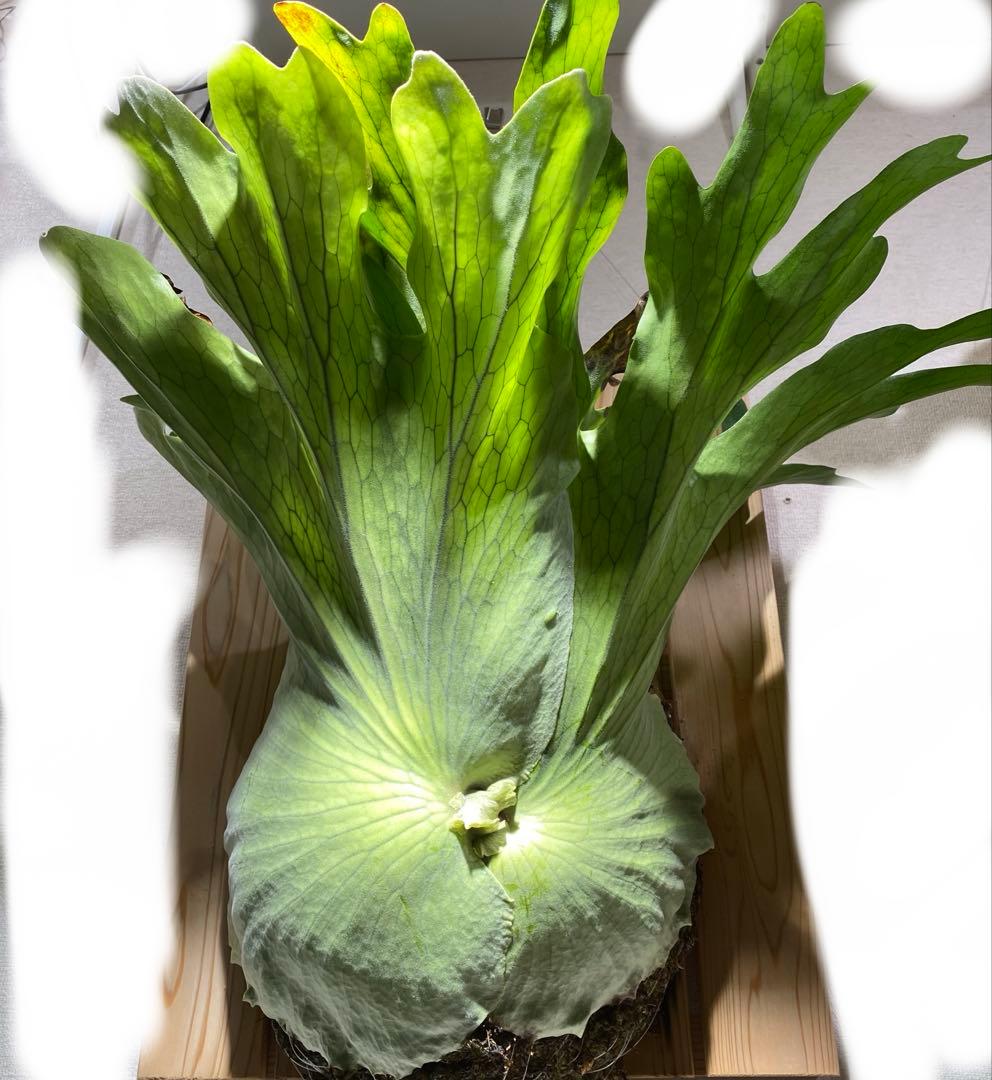 ビカクシダ　ホルタミー　特大株 社長が とんでもないもの仕入れてきました…！👀 これ、実はイベント用