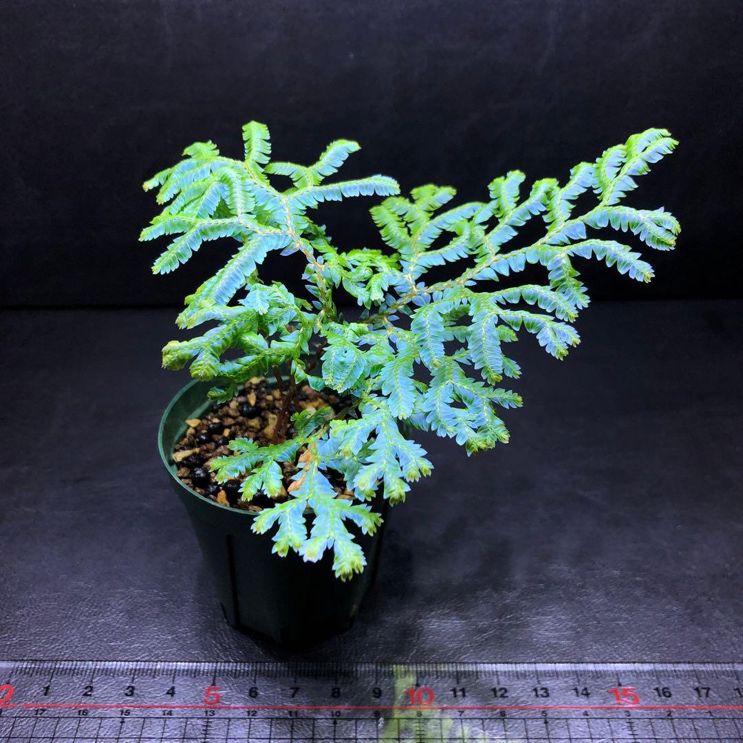 セラギネラ サイアメンシス/テラリウム/パルダリウム/熱帯植物 - メルカリ